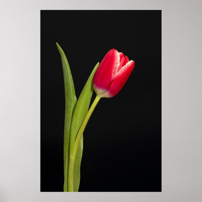 Poster tulipa vermelha solteiro sobre fundo preto (Frente)