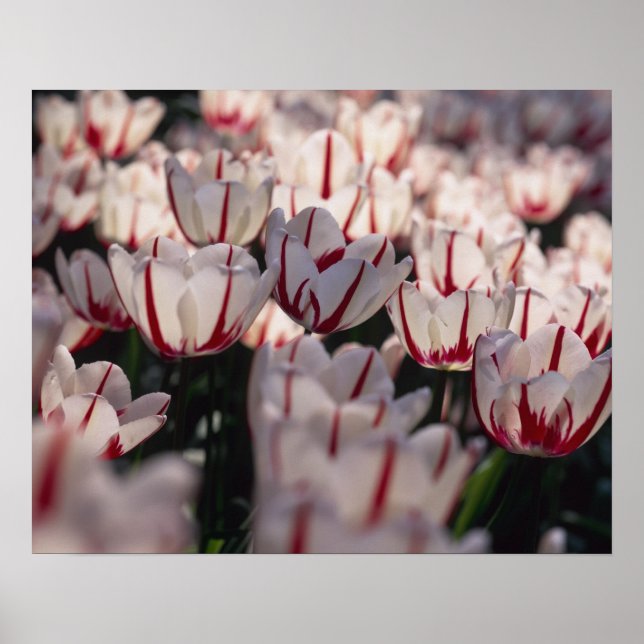 Poster Tulipas (Frente)