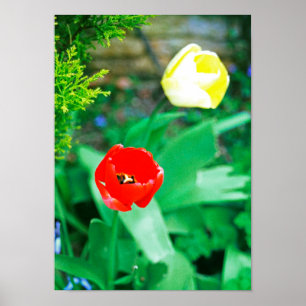 Poster Tulipas