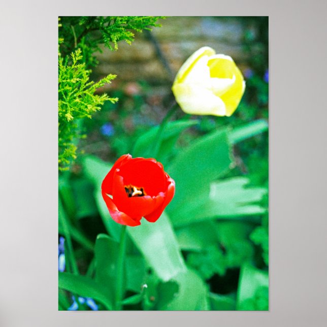 Poster Tulipas (Frente)