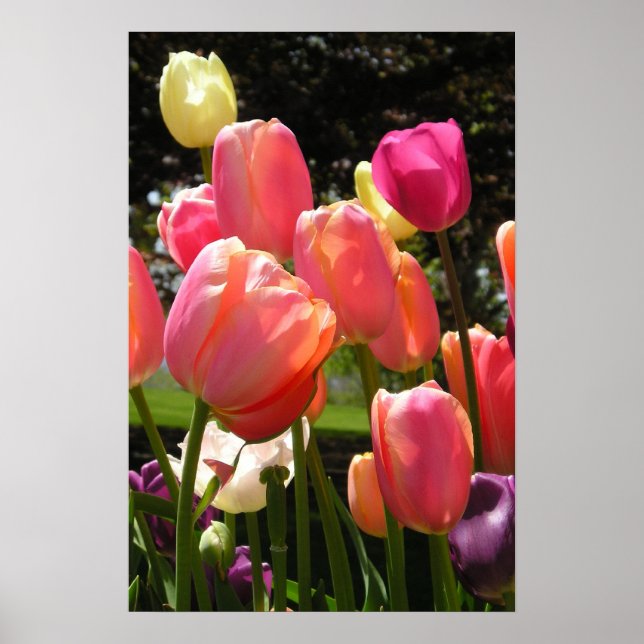 Poster tulipas (Frente)