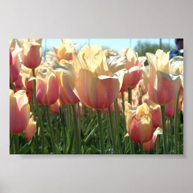 Poster Tulipas (Frente)