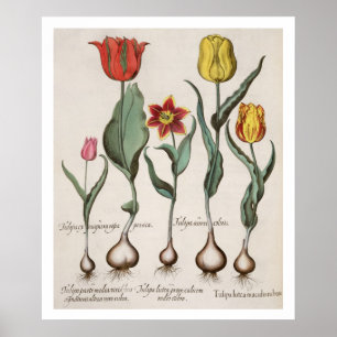 Poster Tulipas: 1.Tulipa lutea maculis rubens; 2.Tulipa a