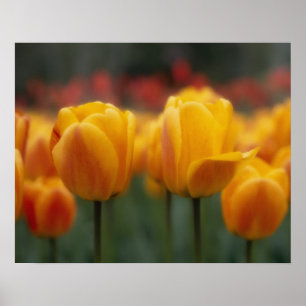 Poster Tulipas 2
