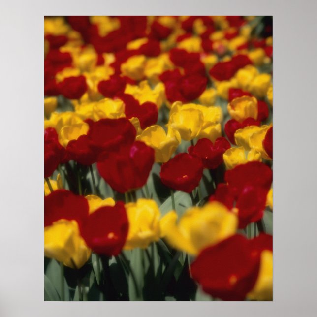Póster Tulipas 2 (Frente)