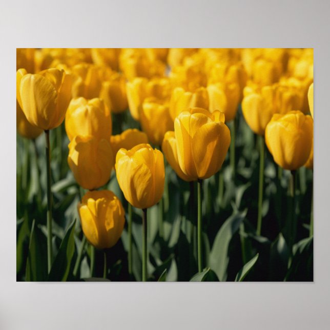 Póster Tulipas 3 (Frente)