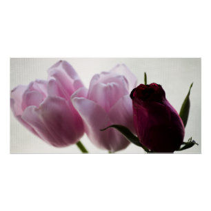 Póster Tulipas 3258