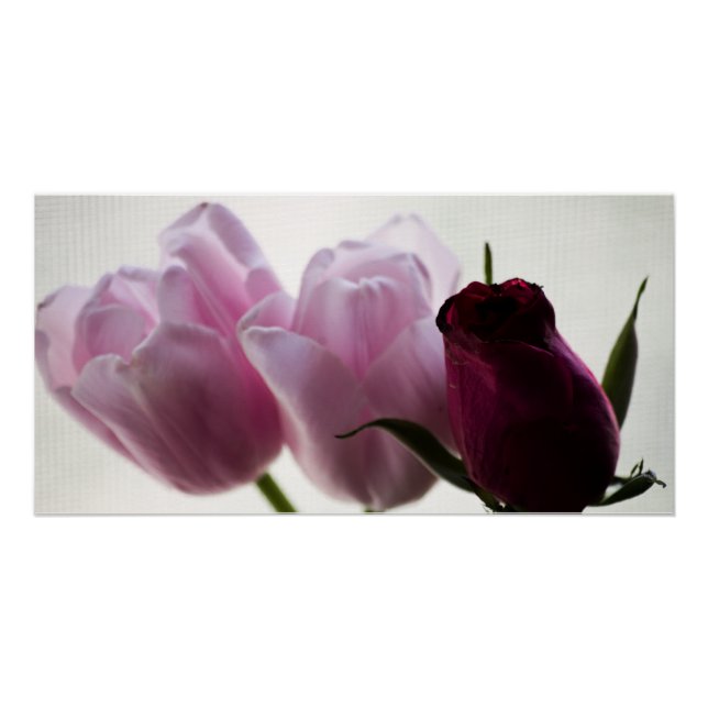 Póster Tulipas 3258 (Frente)