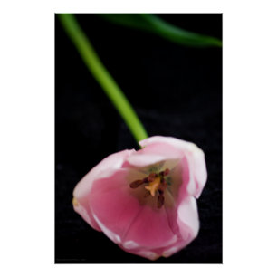 Póster Tulipas 3272