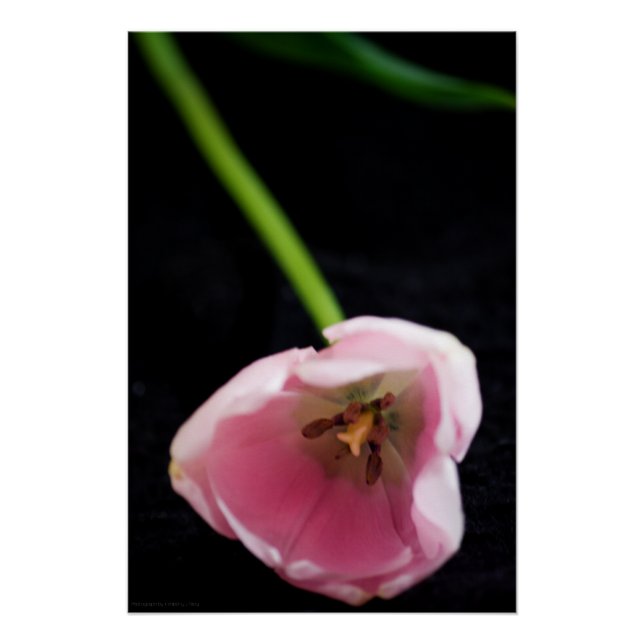 Póster Tulipas 3272 (Frente)