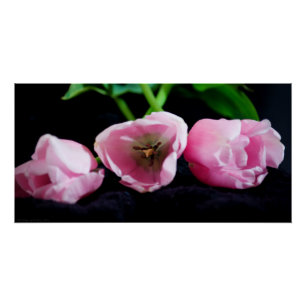 Póster Tulipas 3273