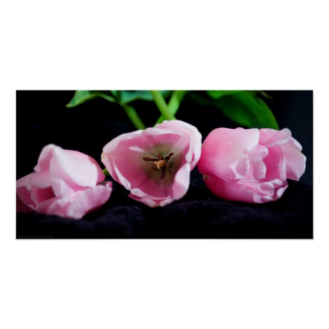 Póster Tulipas 3273 (Frente)