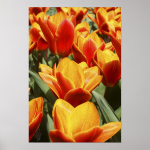 Póster Túlipas abundam nos Jardins Keukenhof, Holanda.