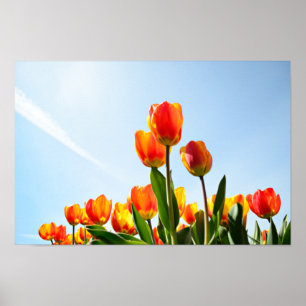 Poster Tulipas alaranjadas e vermelhas de baixo de