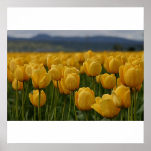 Poster Tulipas amarelas