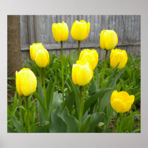 Póster Tulipas Amarelas