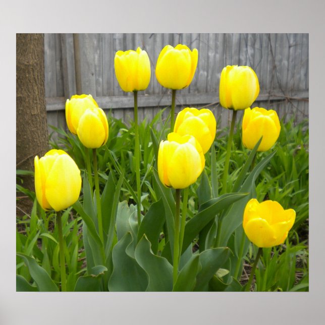 Póster Tulipas Amarelas (Frente)