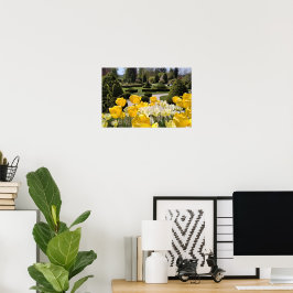 Poster Tulipas Amarelas do Arboreto Volcji Potok Eslovêni