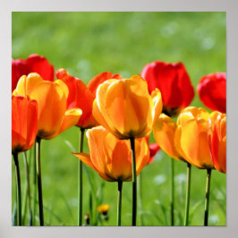 Poster Tulipas Amarelas E Vermelhas