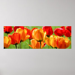 Poster Tulipas Amarelas E Vermelhas