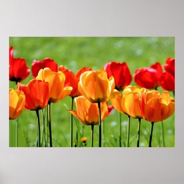 Poster Tulipas Amarelas E Vermelhas (Frente)
