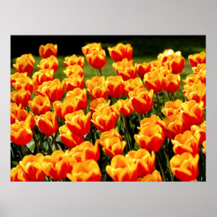 Poster Tulipas amarelas e vermelhas em tempo de primavera