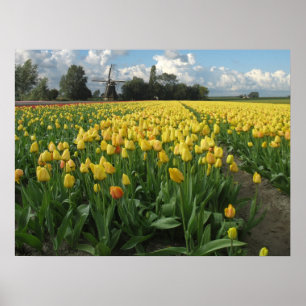 Poster Tulipas amarelas em um campo Holland