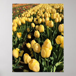 Poster Tulipas Amarelas em um Campo, Oregon
