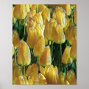 Poster Tulipas Amarelas Sunshine