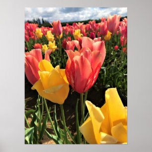 Poster Tulipas bonito de Primavera em campo, Oregon