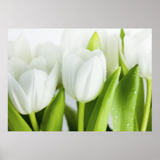 Póster Tulipas brancas