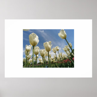 Póster Tulipas brancas