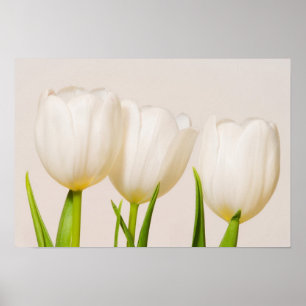 Poster Tulipas brancas contra fundo branco,