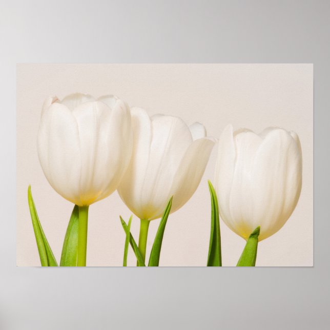 Poster Tulipas brancas contra fundo branco, (Frente)