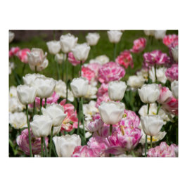 Póster Tulipas brancas e cor-de-rosa brilhantes num dia e