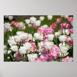 Poster Tulipas brancas e cor-de-rosa brilhantes num dia e