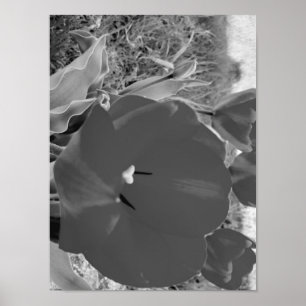 Poster Tulipas brancas e pretas