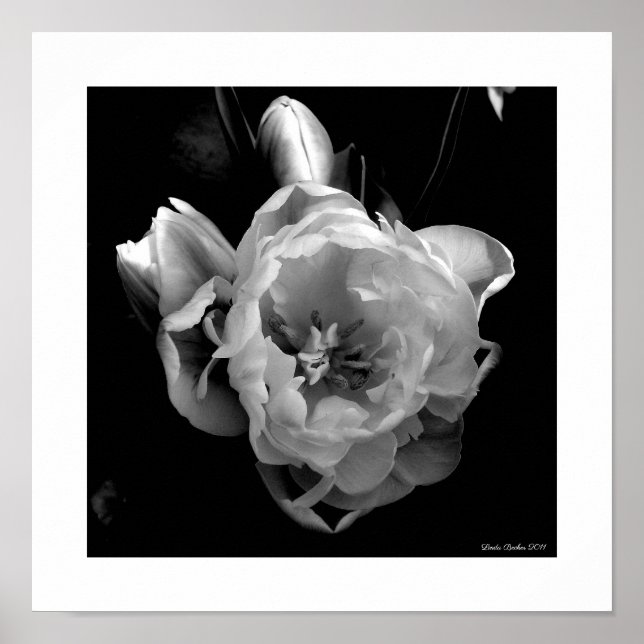 Poster Tulipas brancas no fundo preto (Frente)