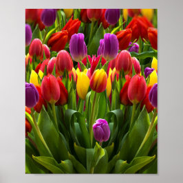Poster Tulipas Bris