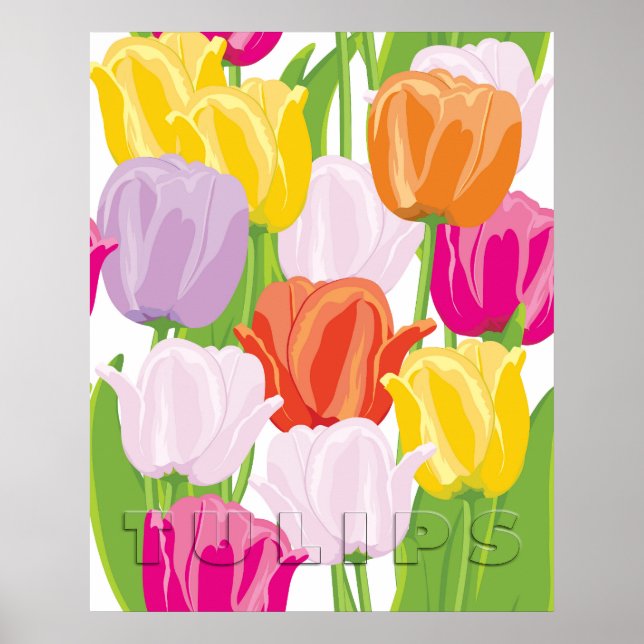 Poster Tulipas Coloridas (Frente)