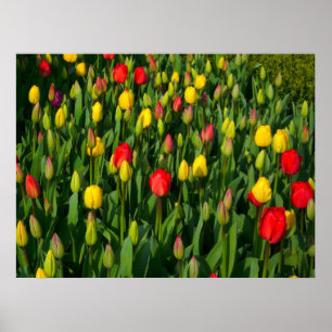 Poster Tulipas Coloridas