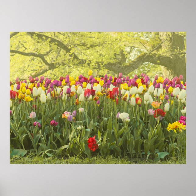 Poster Tulipas coloridas num parque (Frente)