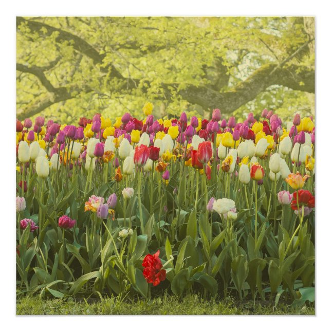 Póster Tulipas coloridas num parque (Frente)