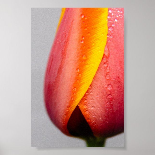 Poster Tulipas com gotas de chuva (Frente)