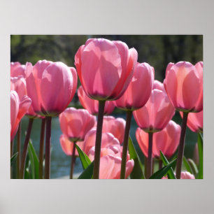Póster Tulipas cor-de-rosa