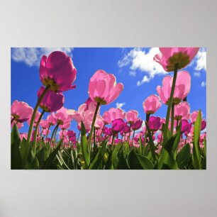 Póster Tulipas cor-de-rosa