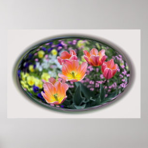 Poster tulipas cor-de-rosa ouro