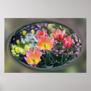Poster tulipas cor-de-rosa ouro