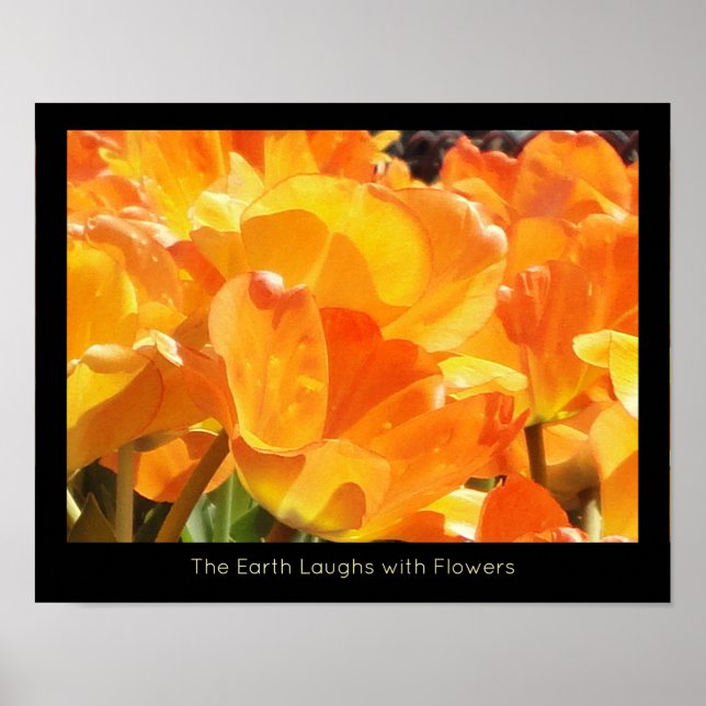 Poster Tulipas da Terra laranja e amarela riscam com flor (Frente)