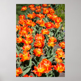 Poster Tulipas de gengibre cor de laranja vermelho-claro